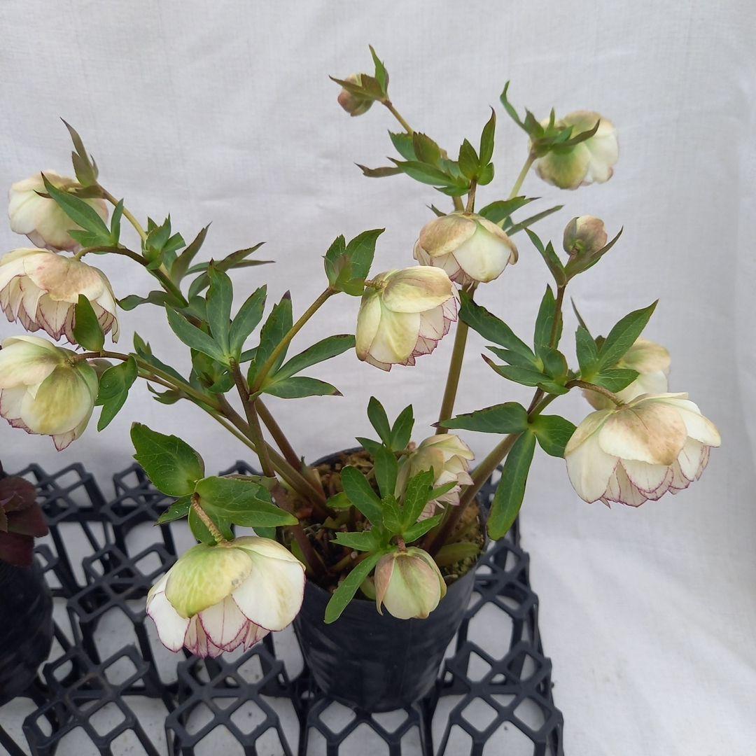 ダークショコラ&ホワイトピコティ2個セット、クリスマス、苗、開花株