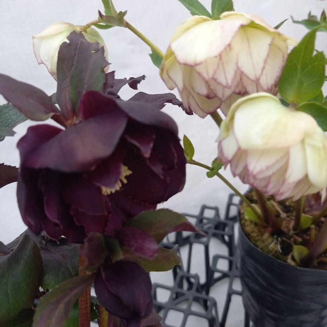 ダークショコラ&ホワイトピコティ2個セット、クリスマス、苗、開花株