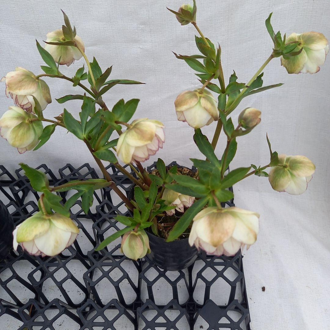 ダークショコラ&ホワイトピコティ2個セット、クリスマス、苗、開花株