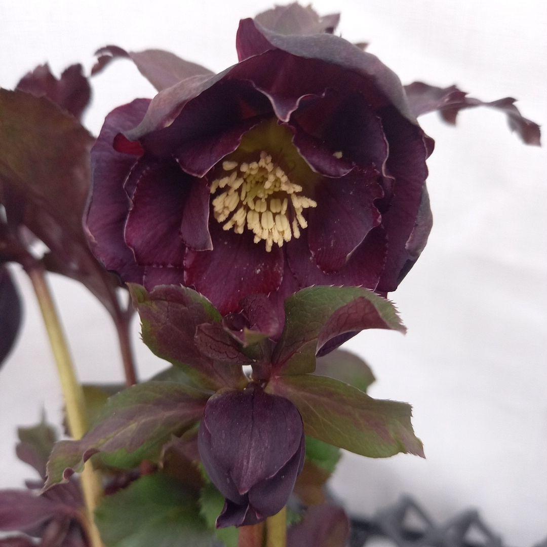 ダークショコラ&ホワイトピコティ2個セット、クリスマス、苗、開花株