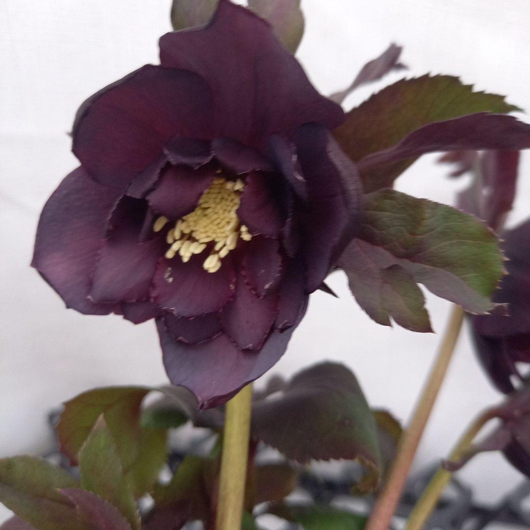 ダークショコラ&ホワイトピコティ2個セット、クリスマス、苗、開花株