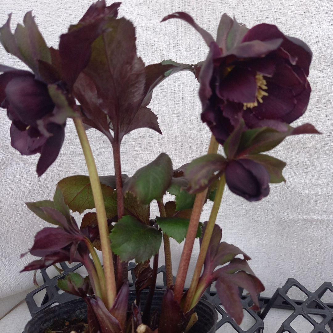 ダークショコラ&ホワイトピコティ2個セット、クリスマス、苗、開花株