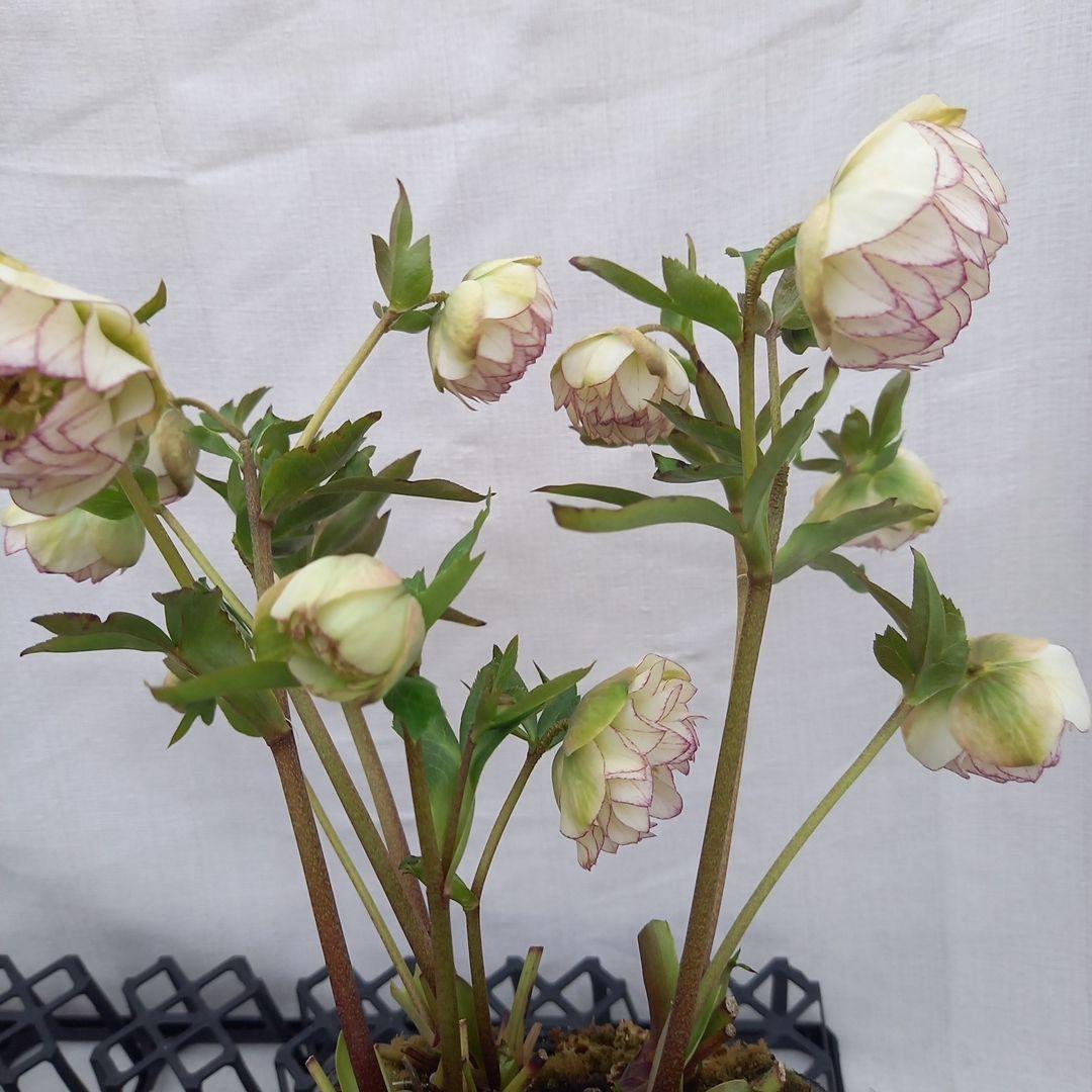 ダークショコラ&ホワイトピコティ2個セット、クリスマス、苗、開花株