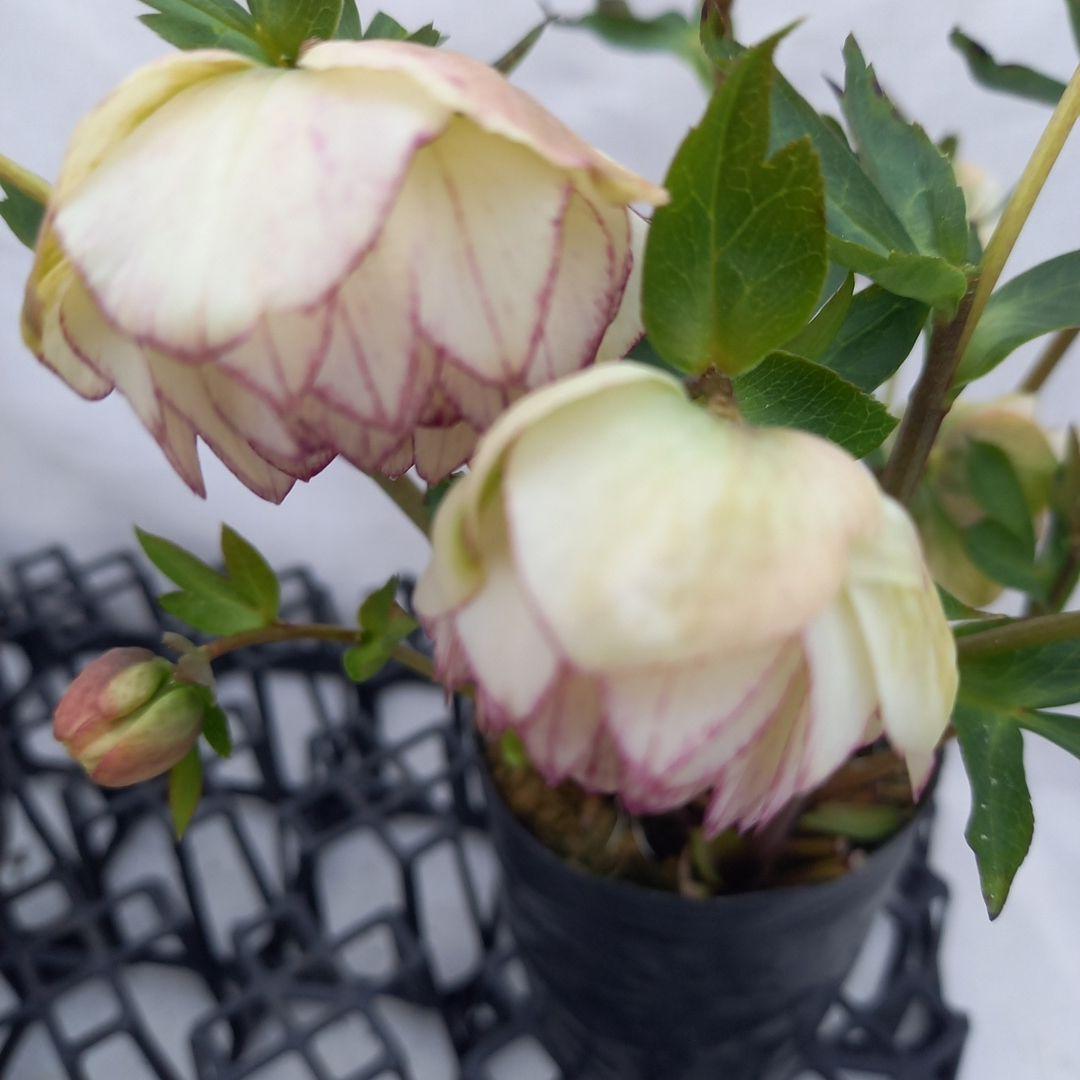 ダークショコラ&ホワイトピコティ2個セット、クリスマス、苗、開花株