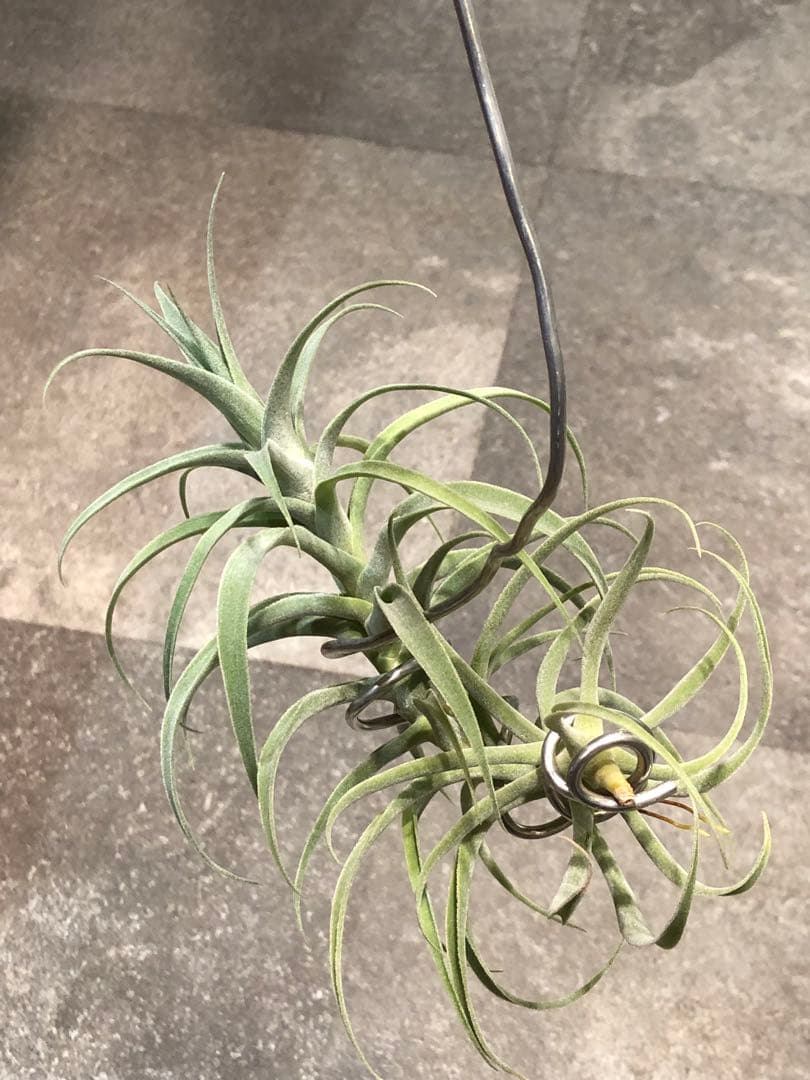 ティランジア・カクティコラ・ロングフォームシルバー②