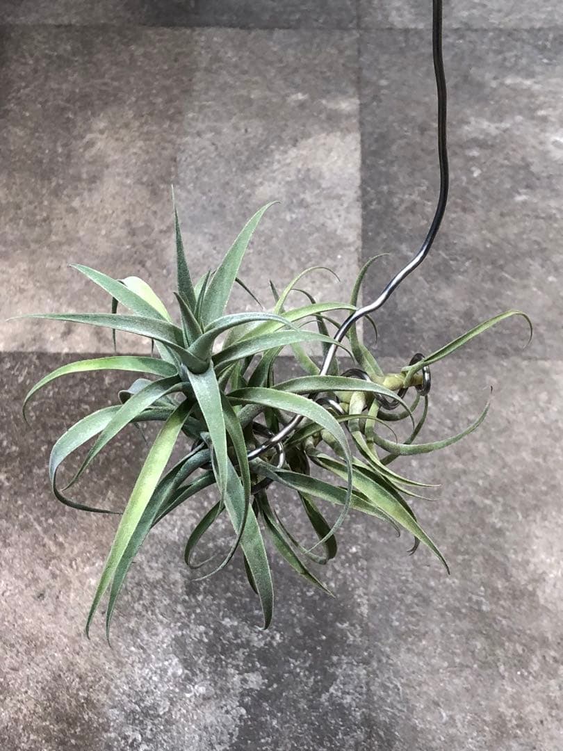 ティランジア・カクティコラ・ロングフォームシルバー②