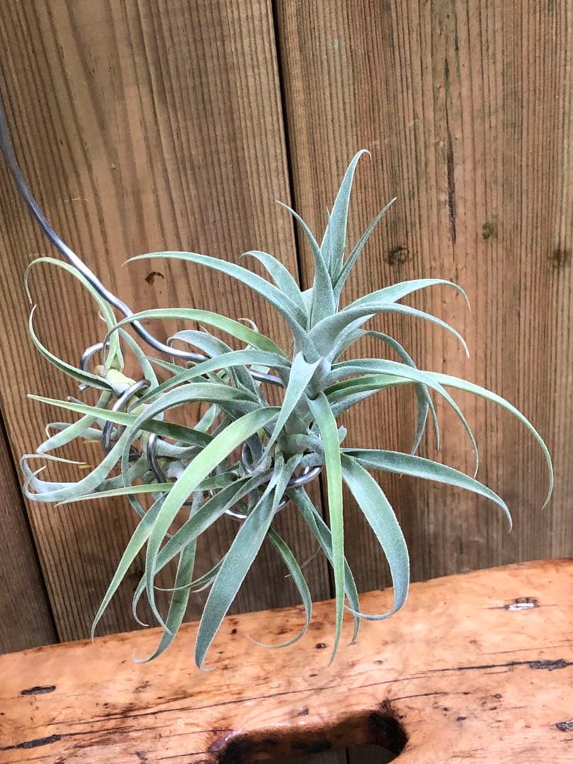 ティランジア・カクティコラ・ロングフォームシルバー②