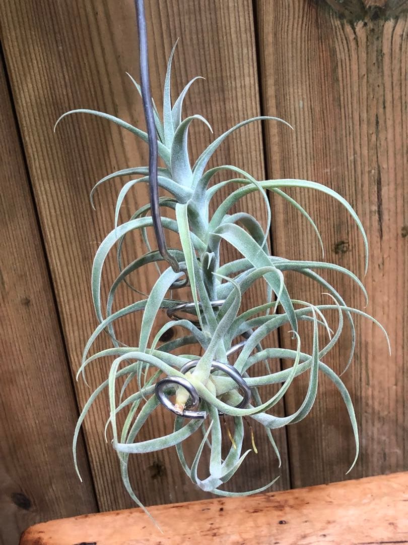 ティランジア・カクティコラ・ロングフォームシルバー②