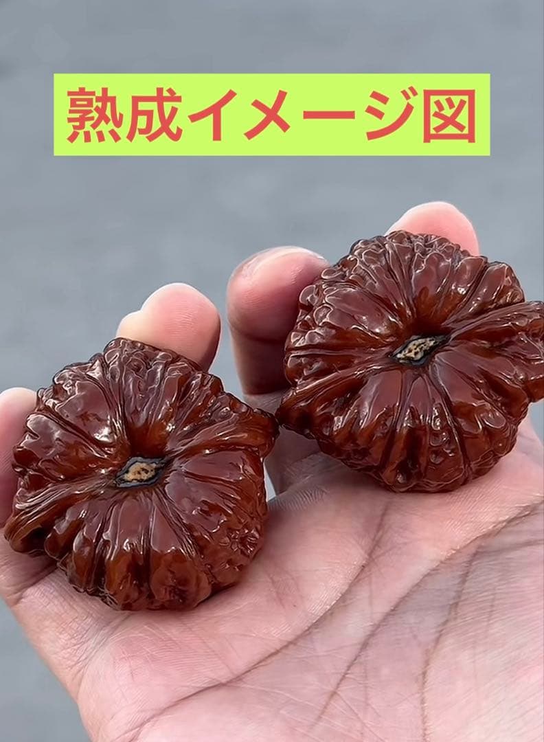 ❤️新入荷❤️No.648❤️文玩くるみ（文玩核桃） 精配南瓜墩