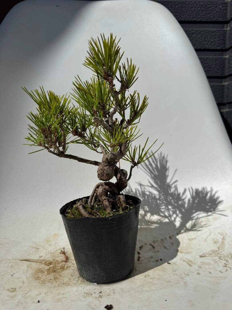 三河黒松　畳み込み　曲あり　模様木