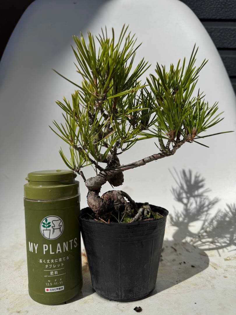 三河黒松　畳み込み　曲あり　模様木