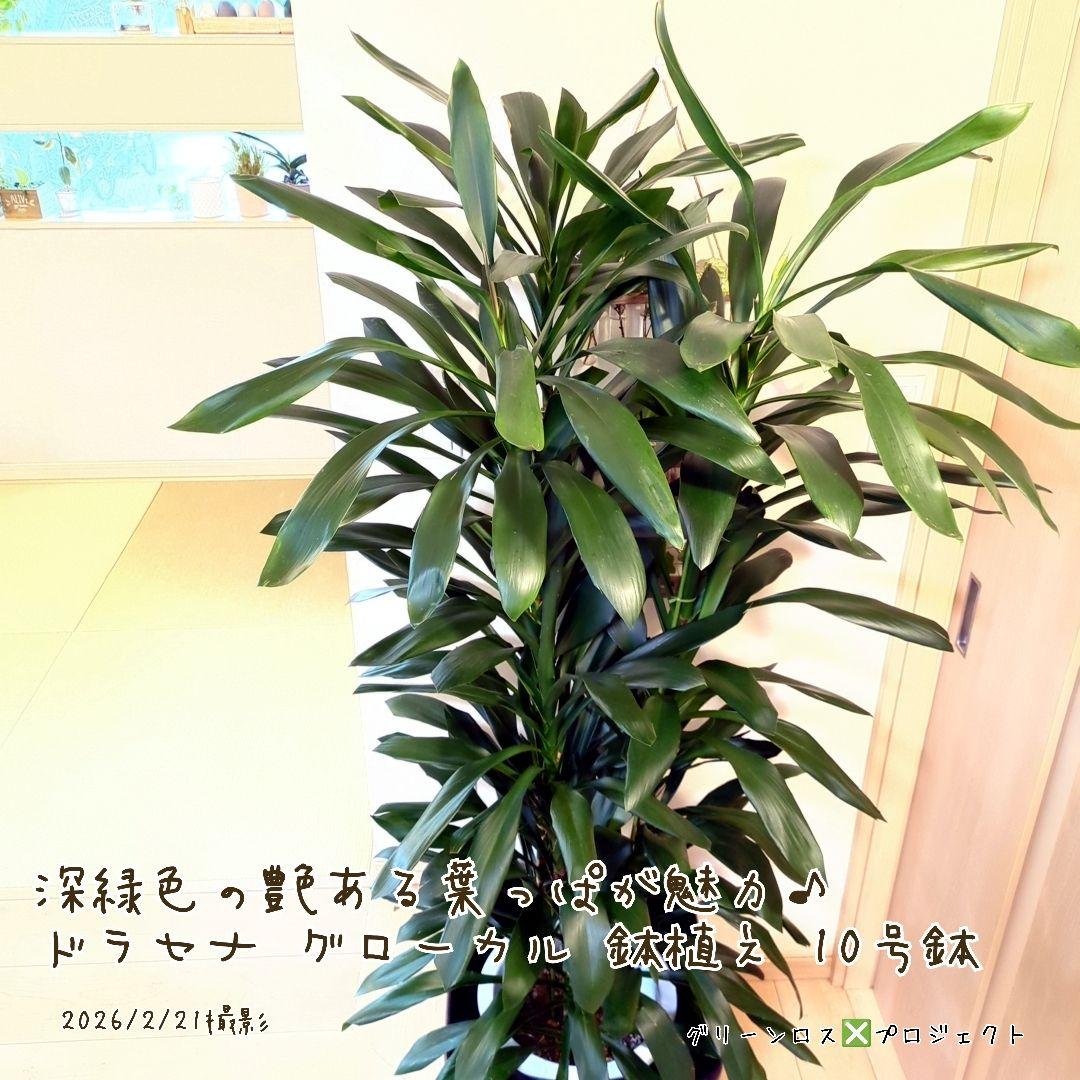 【B級品/大型観葉植物】深緑で艶ある葉っぱが魅力♪ドラセナグローカル鉢植え10号