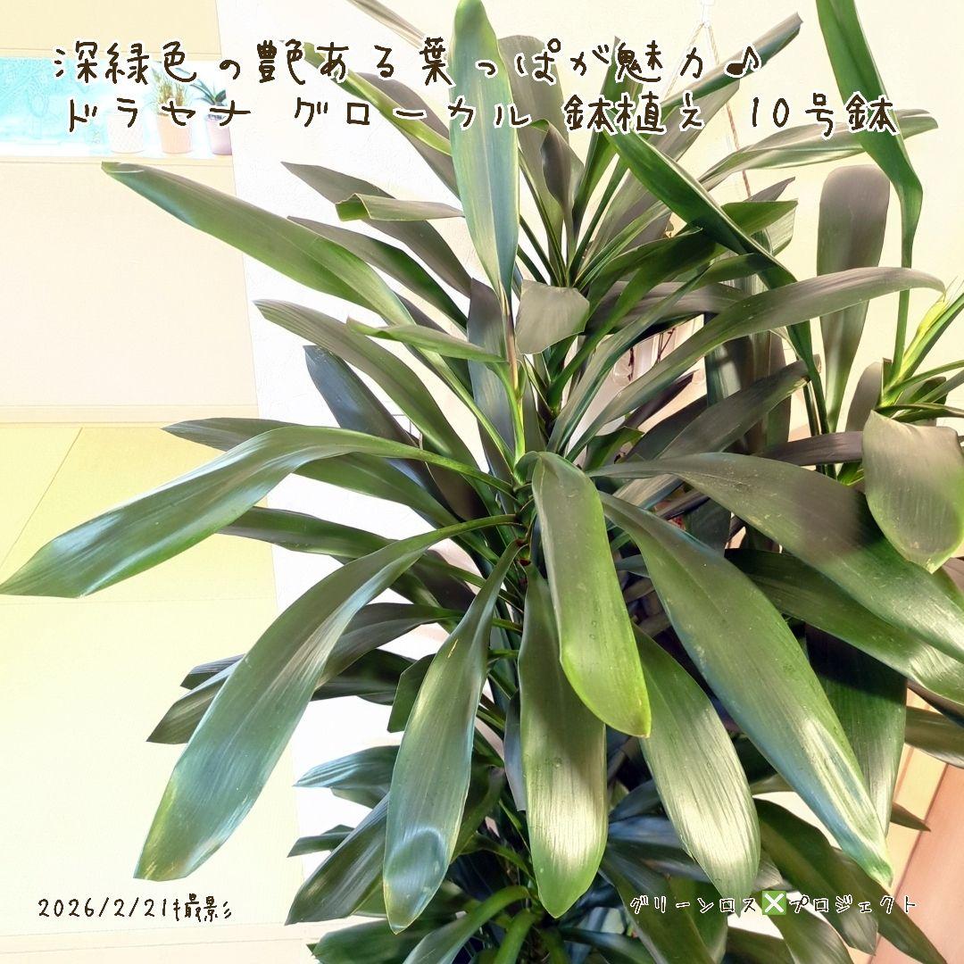 【B級品/大型観葉植物】深緑で艶ある葉っぱが魅力♪ドラセナグローカル鉢植え10号