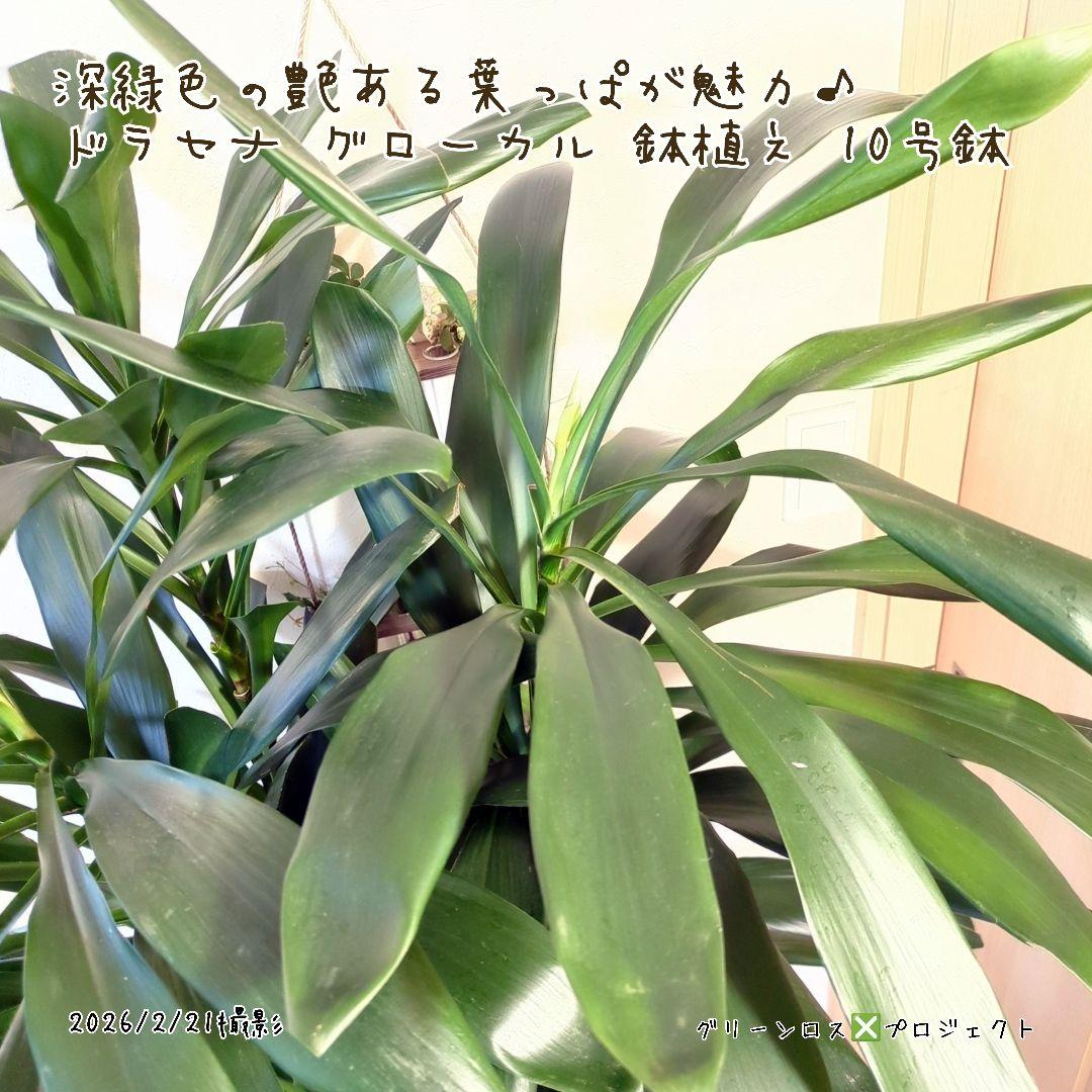 【B級品/大型観葉植物】深緑で艶ある葉っぱが魅力♪ドラセナグローカル鉢植え10号