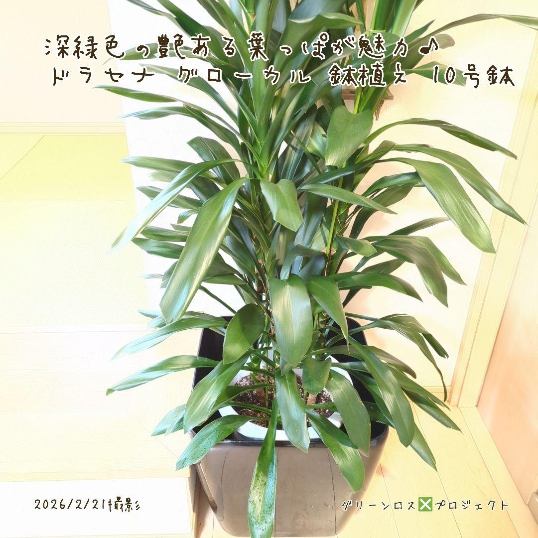【B級品/大型観葉植物】深緑で艶ある葉っぱが魅力♪ドラセナグローカル鉢植え10号