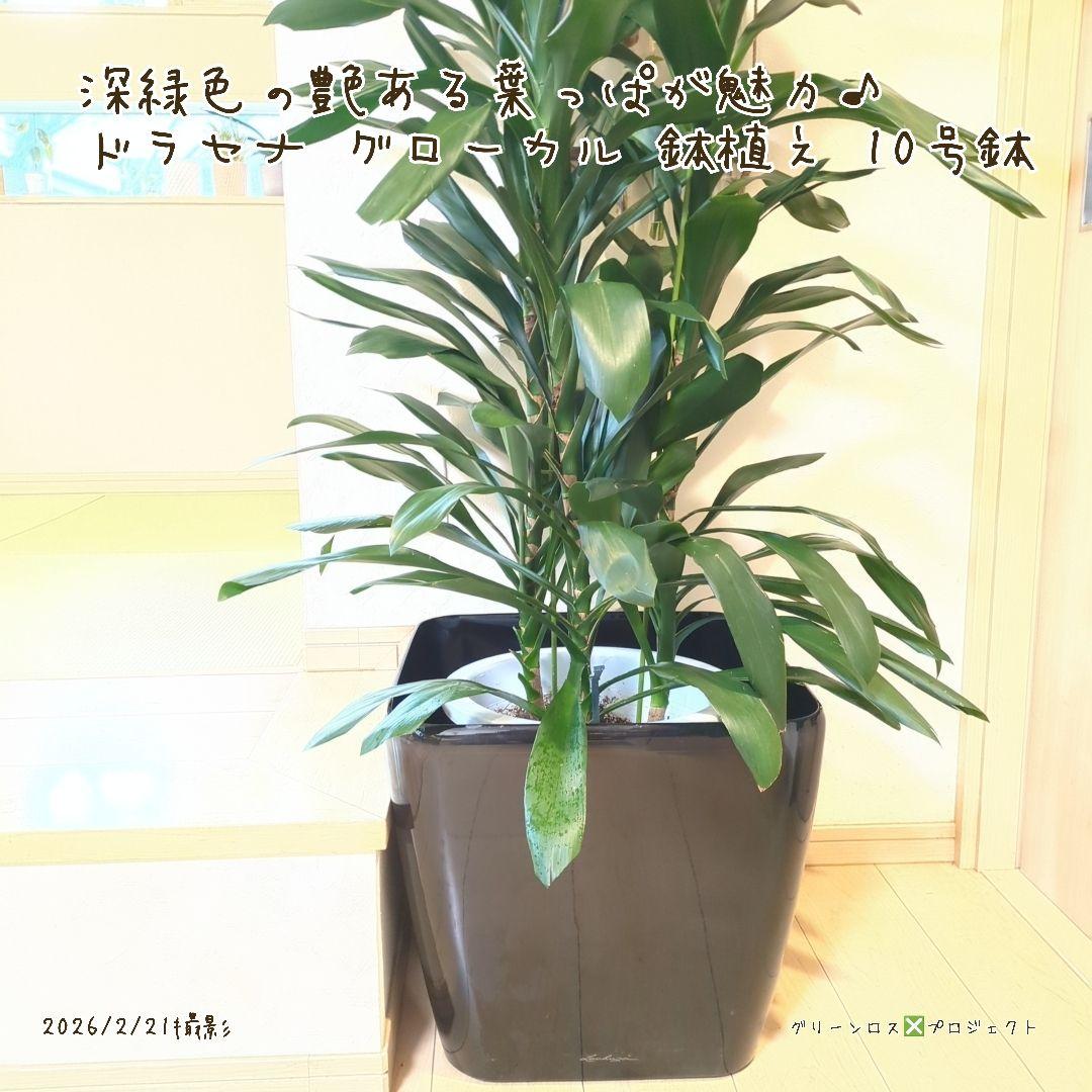 【B級品/大型観葉植物】深緑で艶ある葉っぱが魅力♪ドラセナグローカル鉢植え10号
