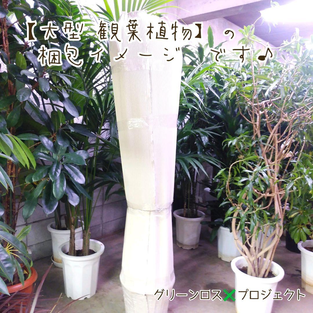 【B級品/大型観葉植物】深緑で艶ある葉っぱが魅力♪ドラセナグローカル鉢植え10号