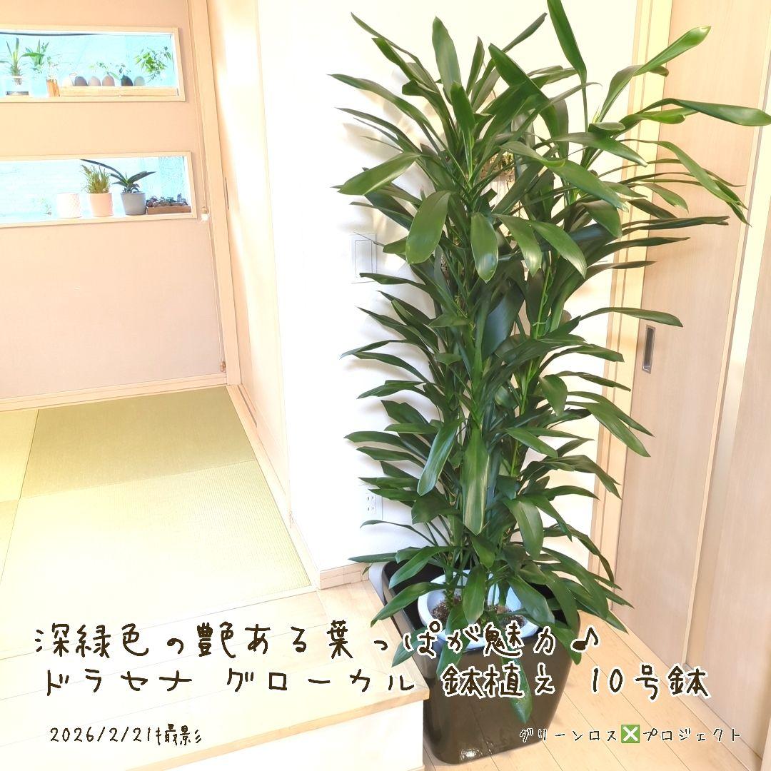 【B級品/大型観葉植物】深緑で艶ある葉っぱが魅力♪ドラセナグローカル鉢植え10号