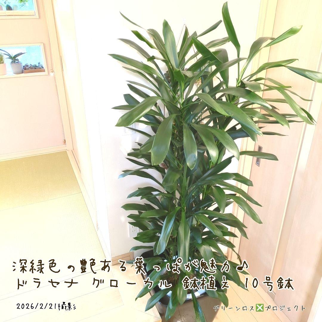 【B級品/大型観葉植物】深緑で艶ある葉っぱが魅力♪ドラセナグローカル鉢植え10号