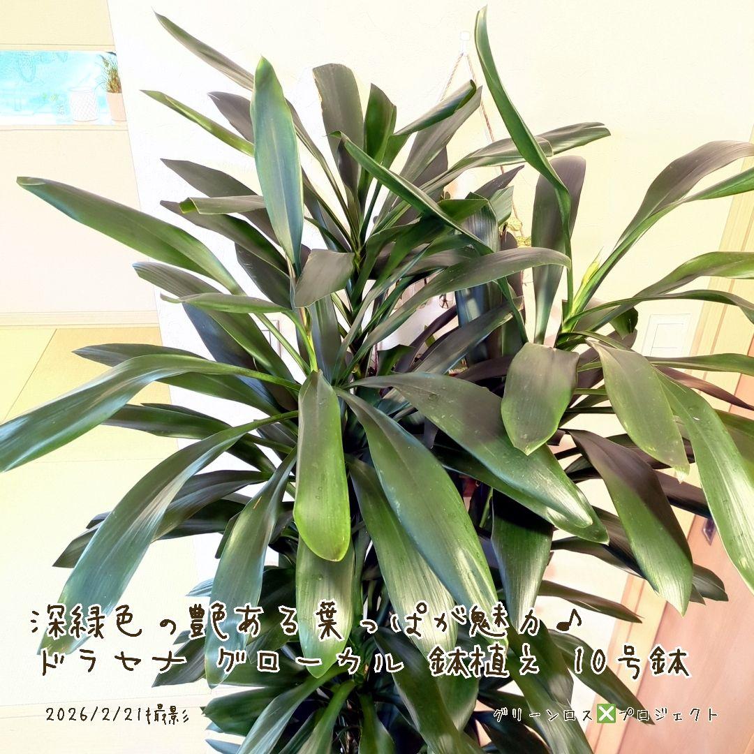 【B級品/大型観葉植物】深緑で艶ある葉っぱが魅力♪ドラセナグローカル鉢植え10号