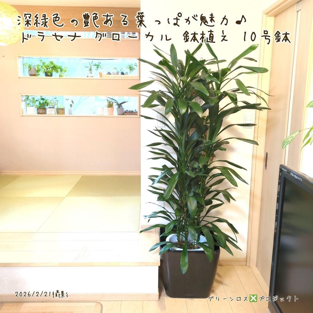 【B級品/大型観葉植物】深緑で艶ある葉っぱが魅力♪ドラセナグローカル鉢植え10号