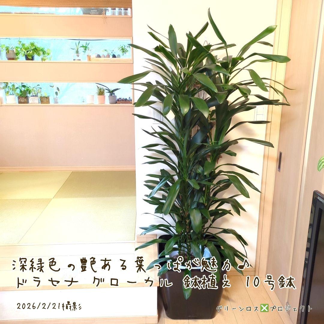 【B級品/大型観葉植物】深緑で艶ある葉っぱが魅力♪ドラセナグローカル鉢植え10号