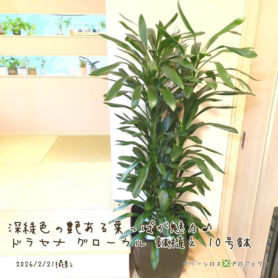 【B級品/大型観葉植物】深緑で艶ある葉っぱが魅力♪ドラセナグローカル鉢植え10号