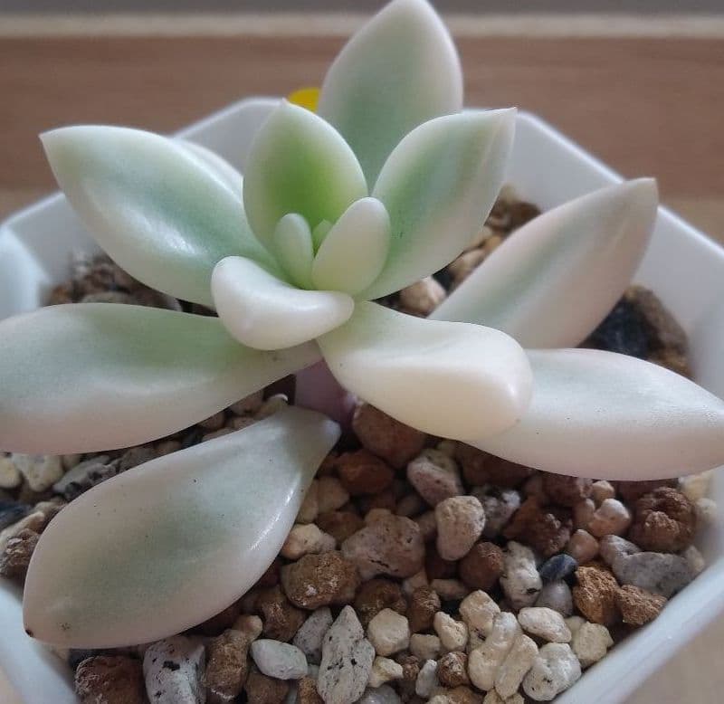 多肉植物　特別価格　オパリナ錦ホワイトピンク覆輪斑　抜き苗