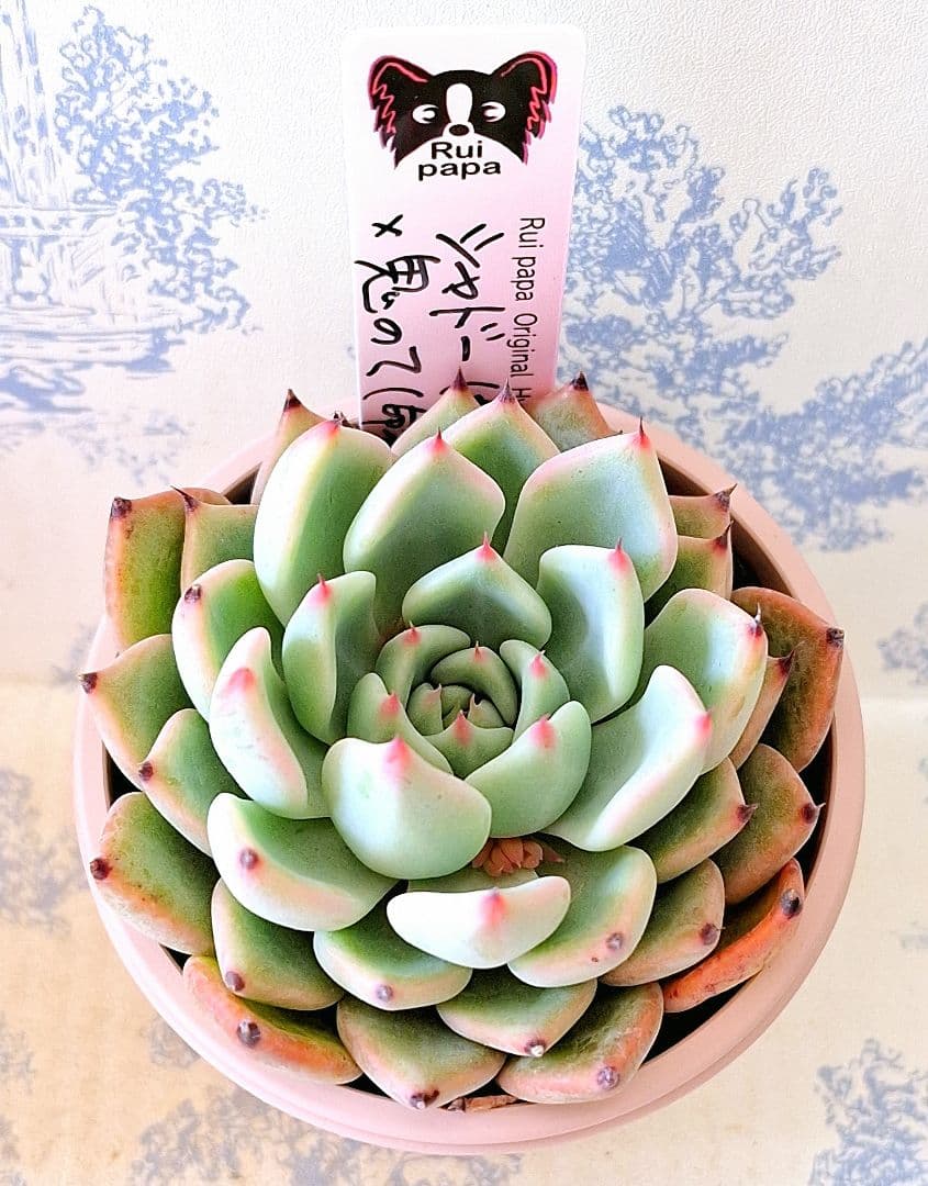 シャドー(命名株)×鬼のて(命名株)札付きポットごとメルカリ便ルイパパさん苗