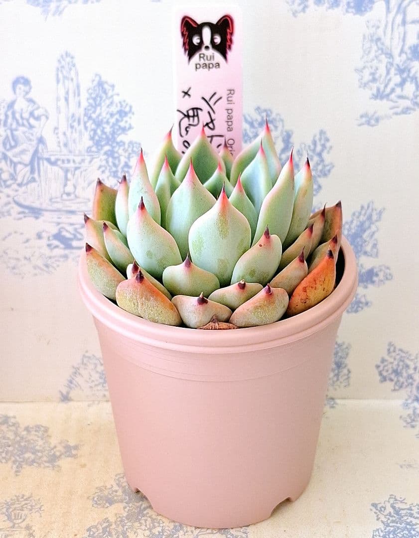 シャドー(命名株)×鬼のて(命名株)札付きポットごとメルカリ便ルイパパさん苗