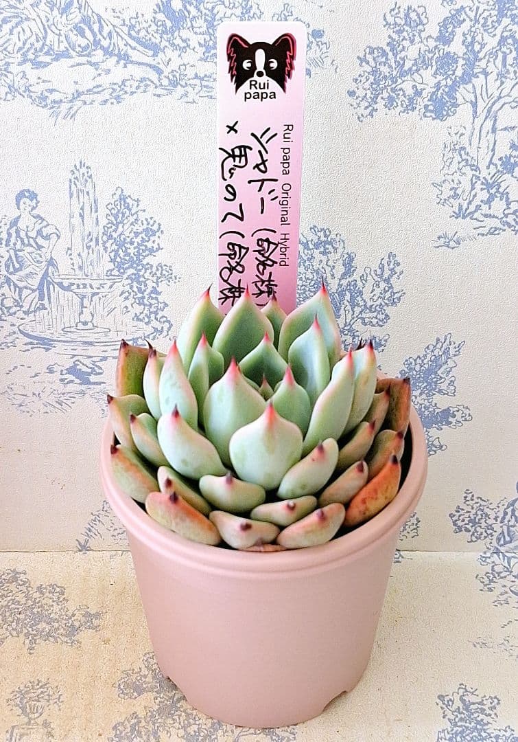 シャドー(命名株)×鬼のて(命名株)札付きポットごとメルカリ便ルイパパさん苗