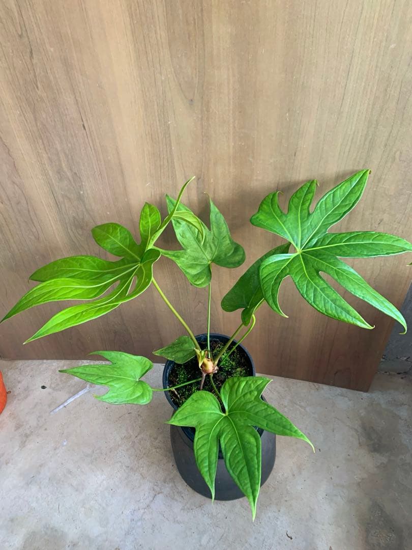 アンスリウム・ペダトラディアツム　原種系アンス