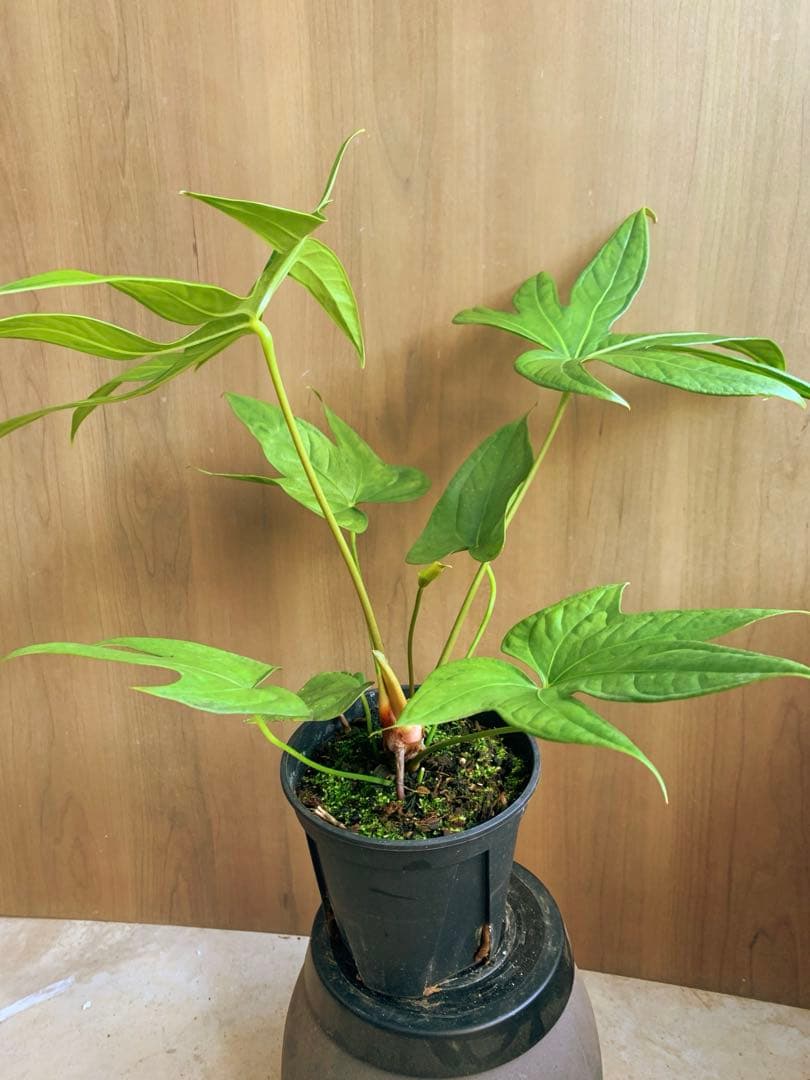 アンスリウム・ペダトラディアツム　原種系アンス