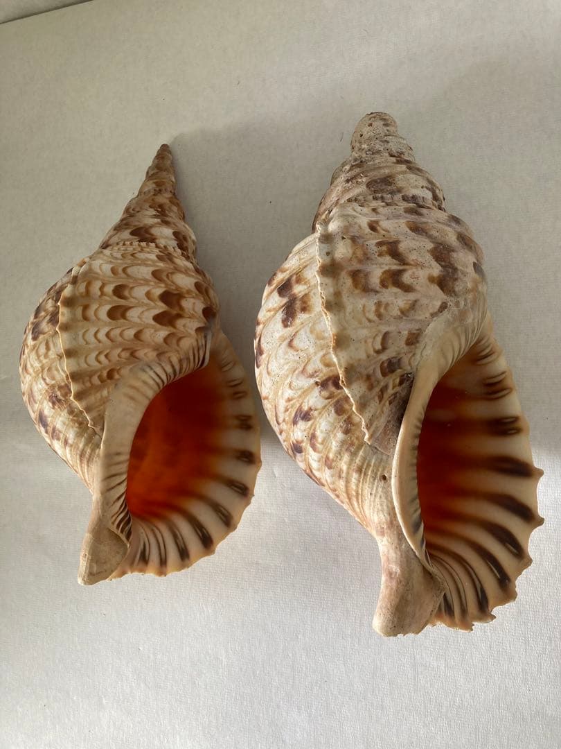 ★法螺貝 2点セット 約30cm ホラ貝 ホラガイ インテリア 置物