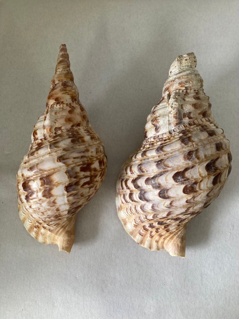 ★法螺貝 2点セット 約30cm ホラ貝 ホラガイ インテリア 置物