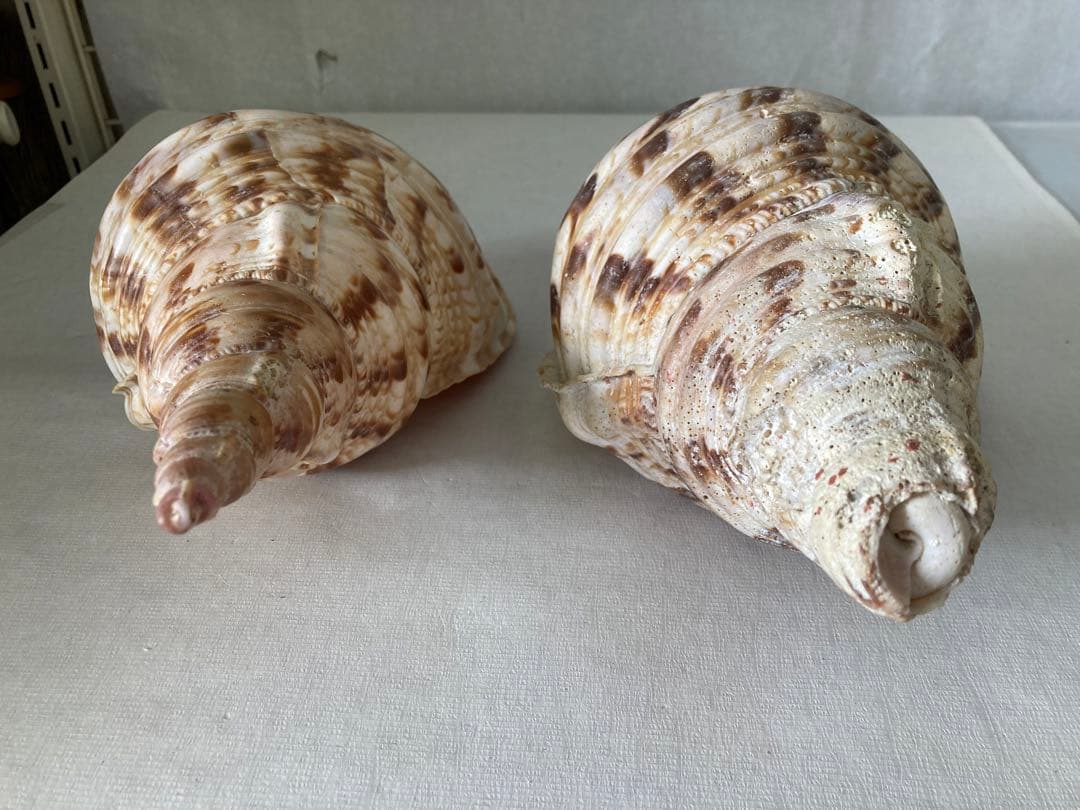 ★法螺貝 2点セット 約30cm ホラ貝 ホラガイ インテリア 置物