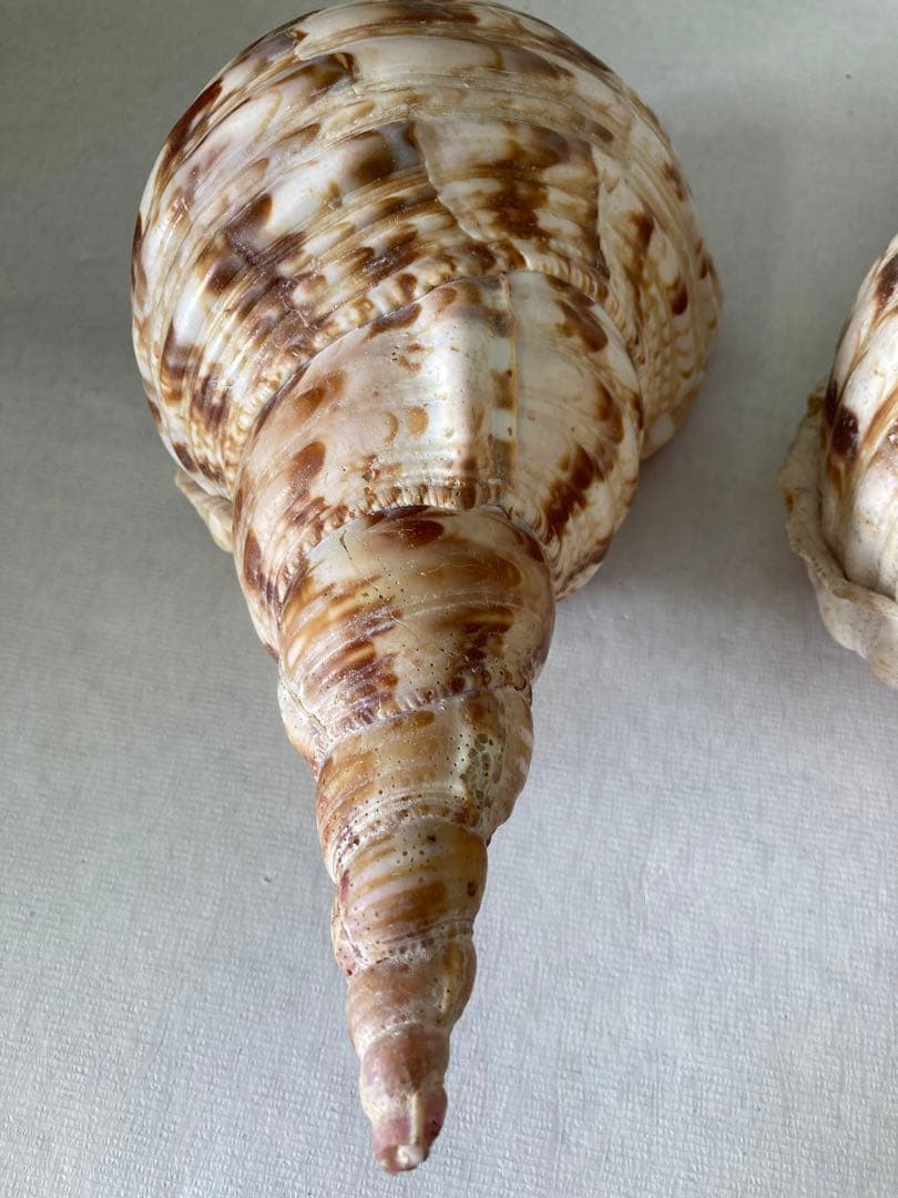 ★法螺貝 2点セット 約30cm ホラ貝 ホラガイ インテリア 置物