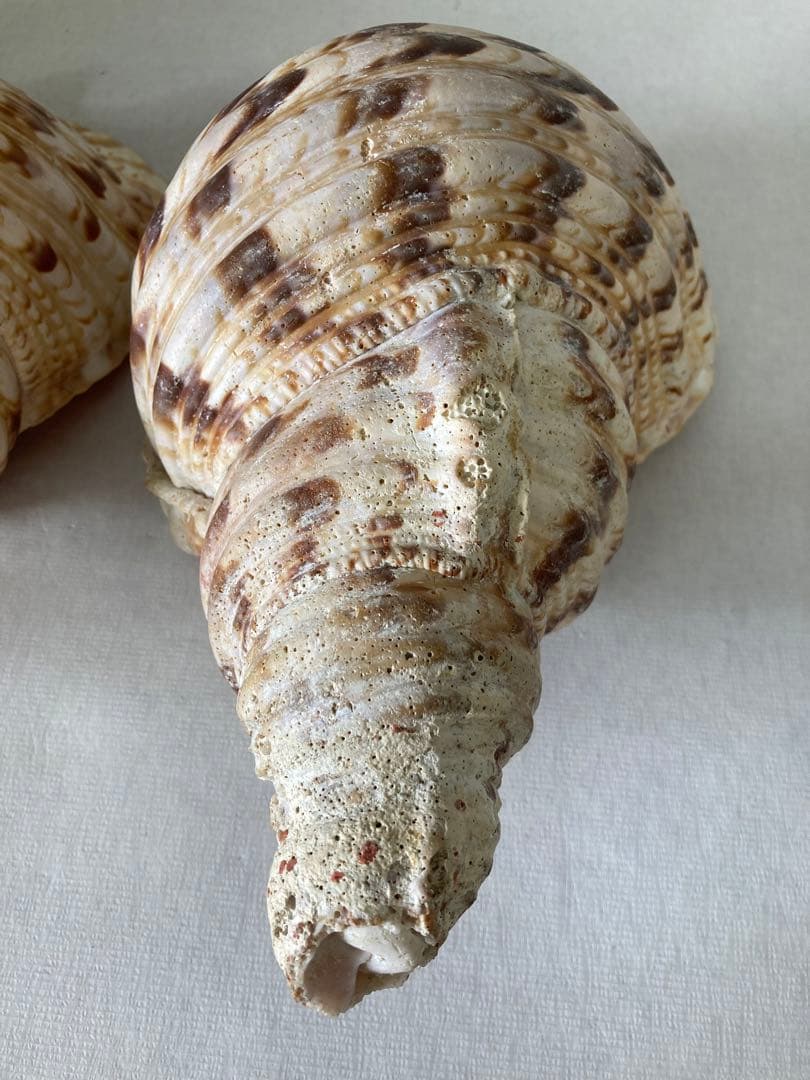 ★法螺貝 2点セット 約30cm ホラ貝 ホラガイ インテリア 置物