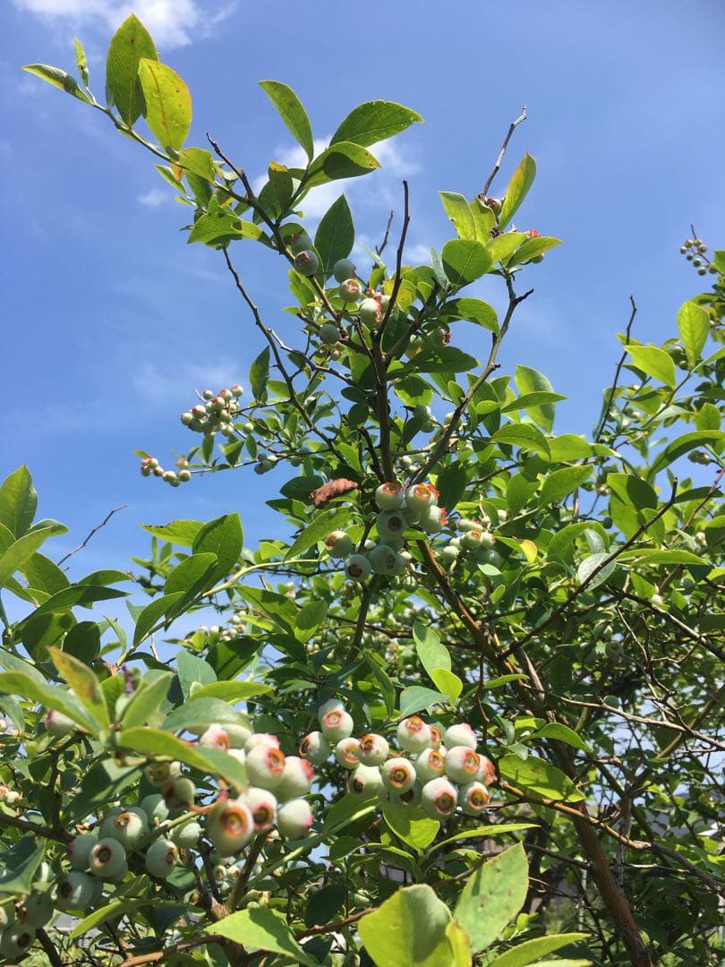 ブルーベリー大苗木　２種セット