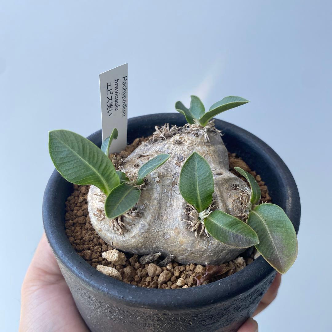 恵比寿笑い　現地株　パキポディウムブレビカウレ　発根済み