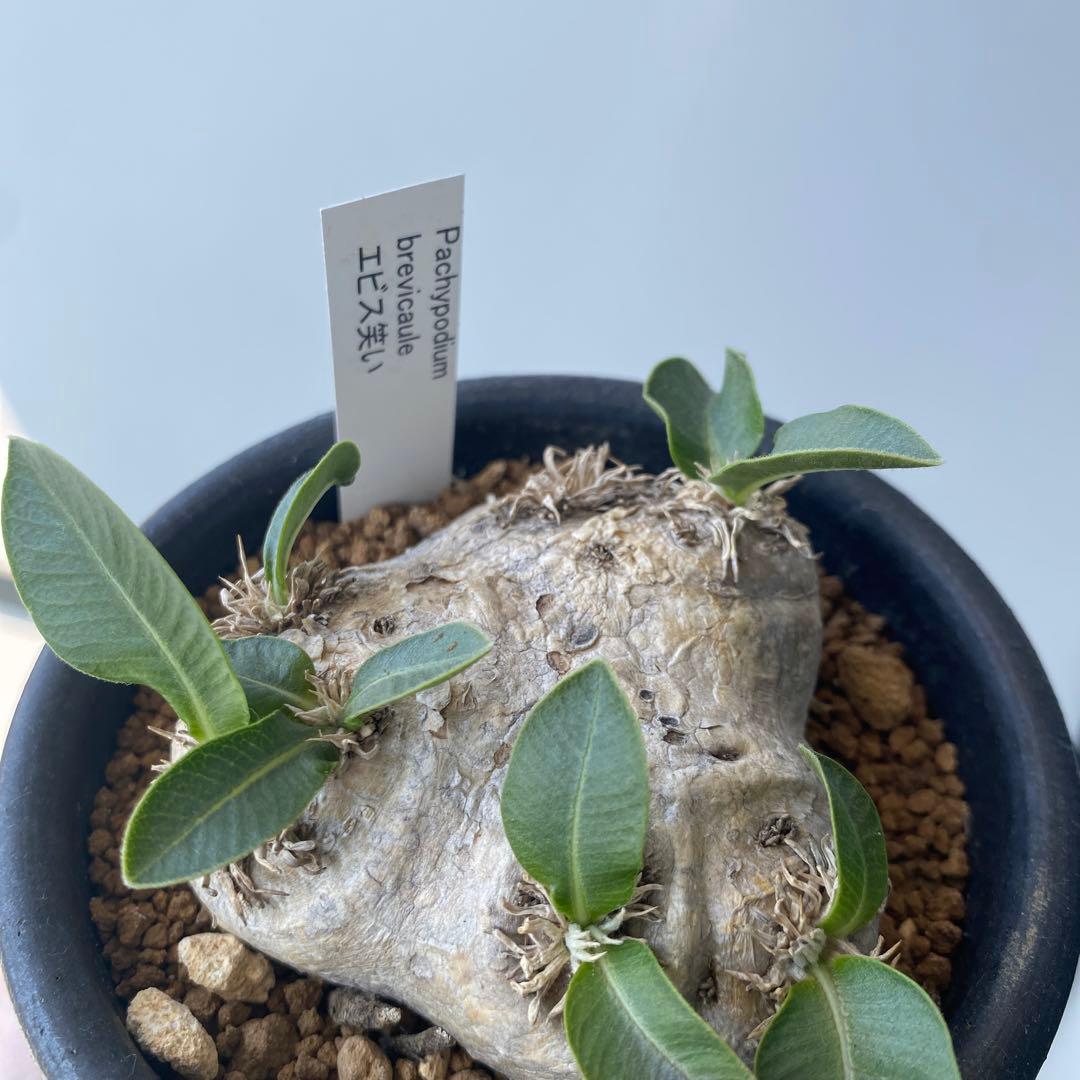 恵比寿笑い　現地株　パキポディウムブレビカウレ　発根済み