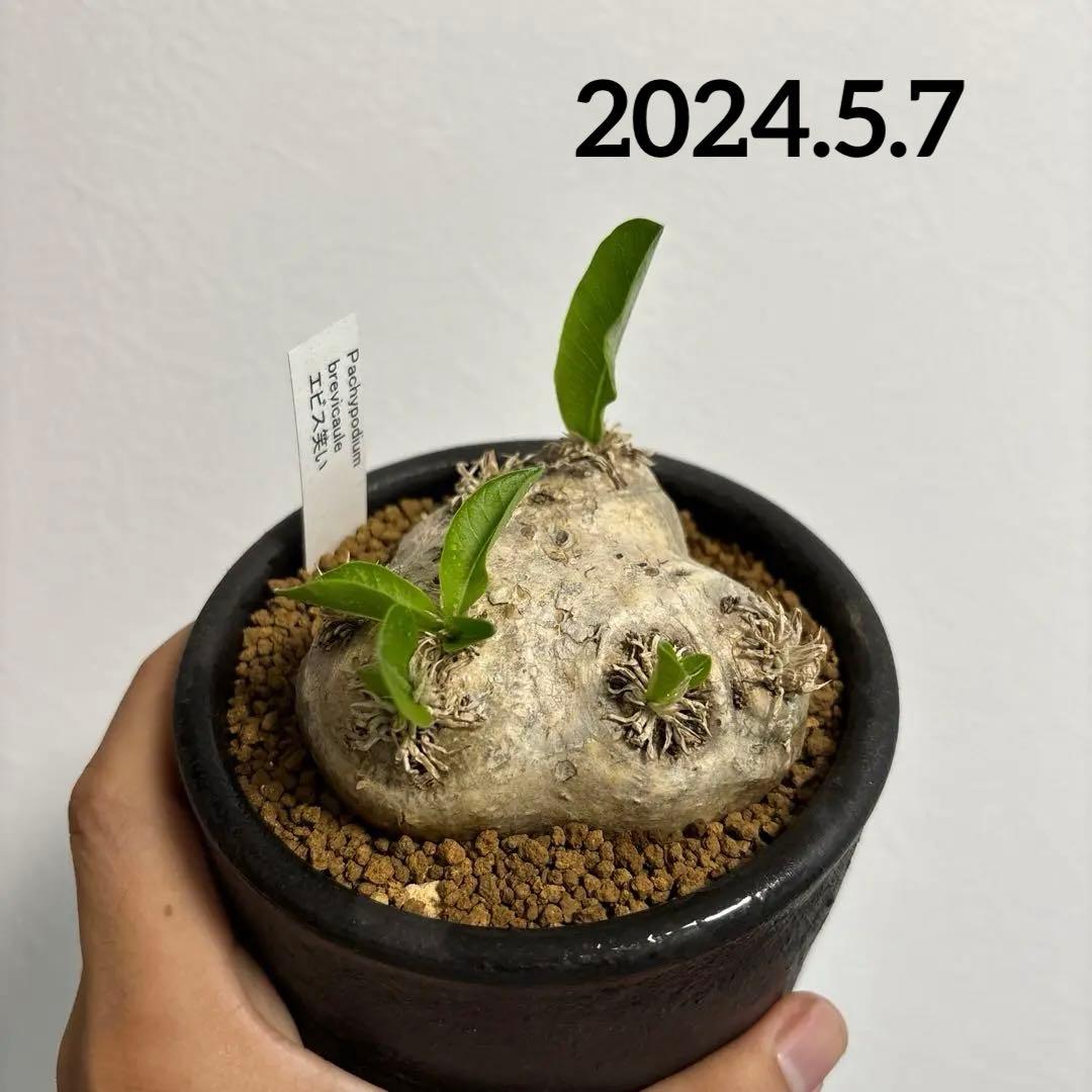 恵比寿笑い　現地株　パキポディウムブレビカウレ　発根済み