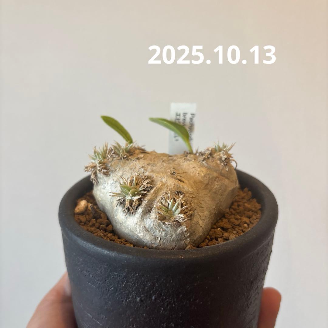 恵比寿笑い　現地株　パキポディウムブレビカウレ　発根済み