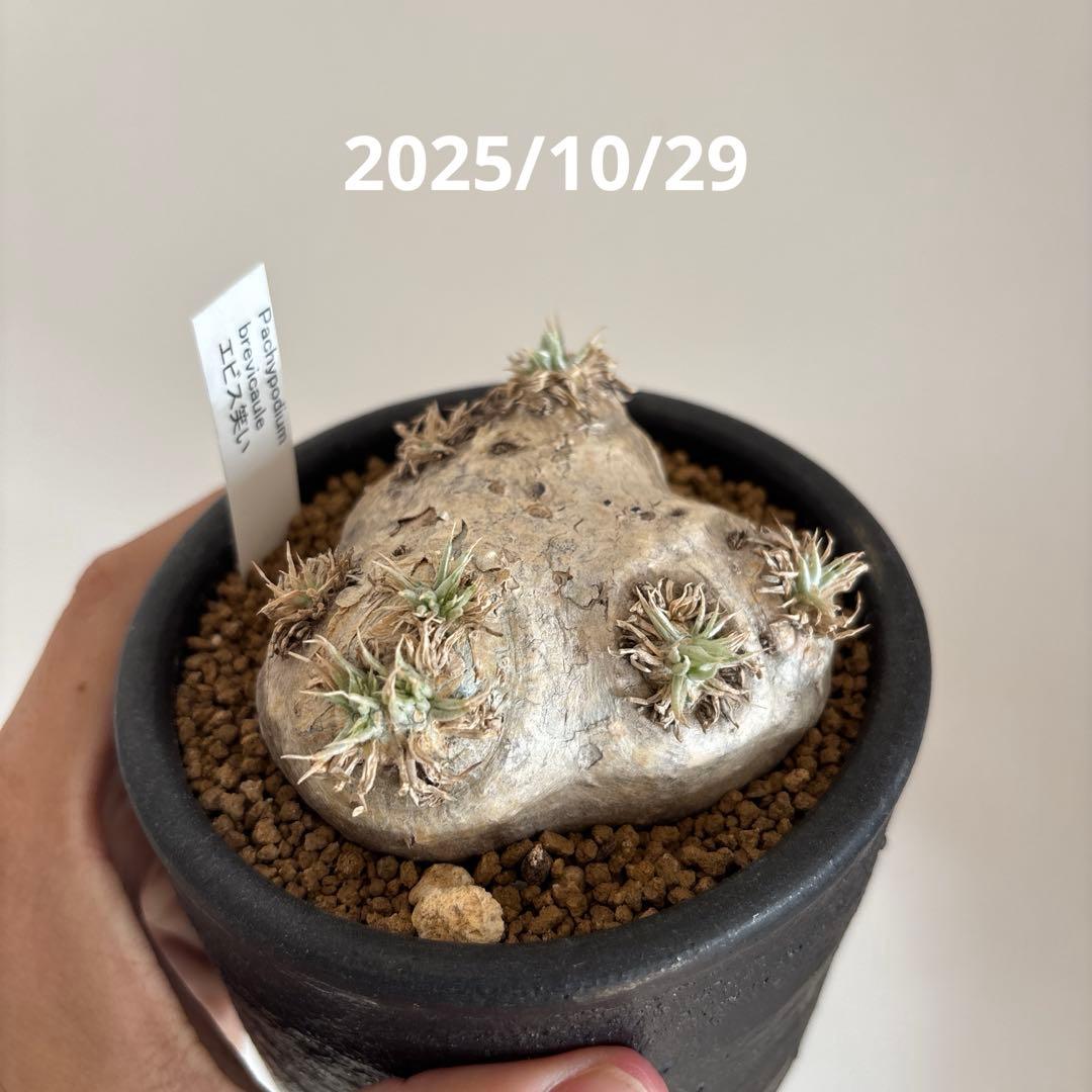 恵比寿笑い　現地株　パキポディウムブレビカウレ　発根済み