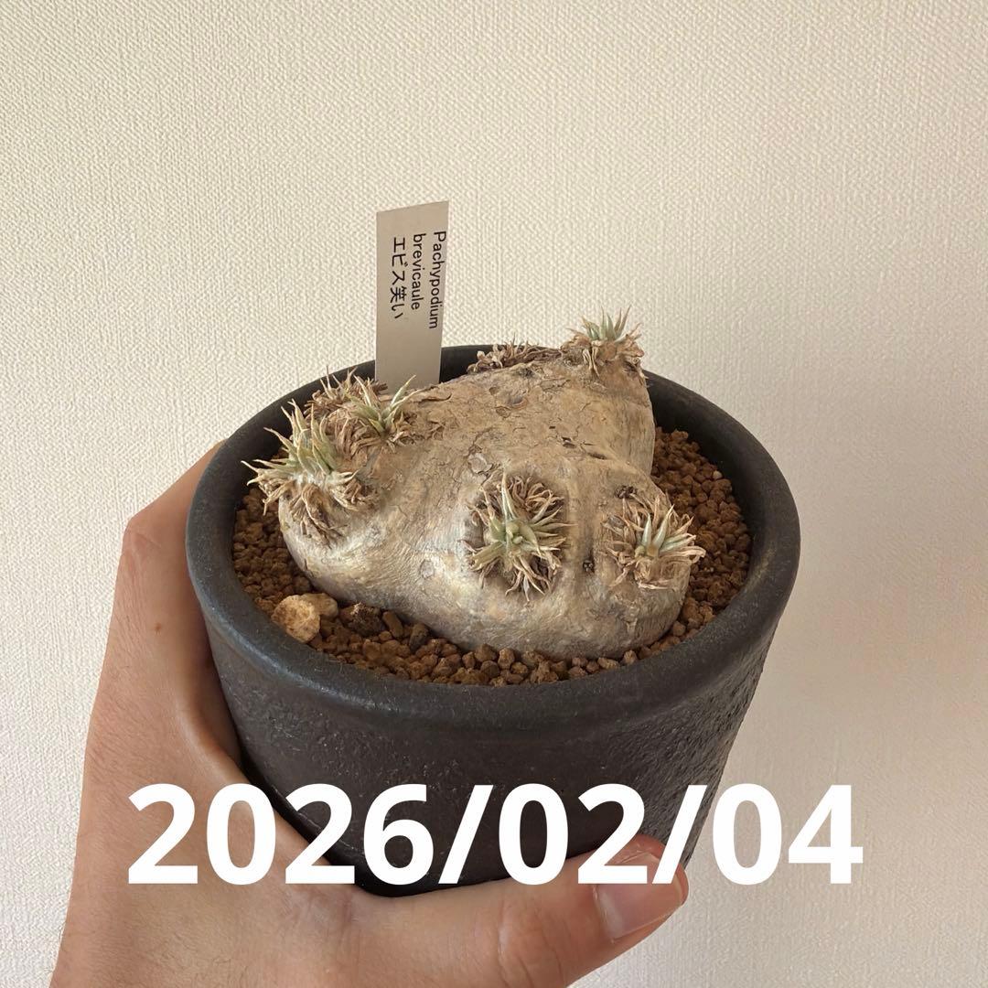 恵比寿笑い　現地株　パキポディウムブレビカウレ　発根済み