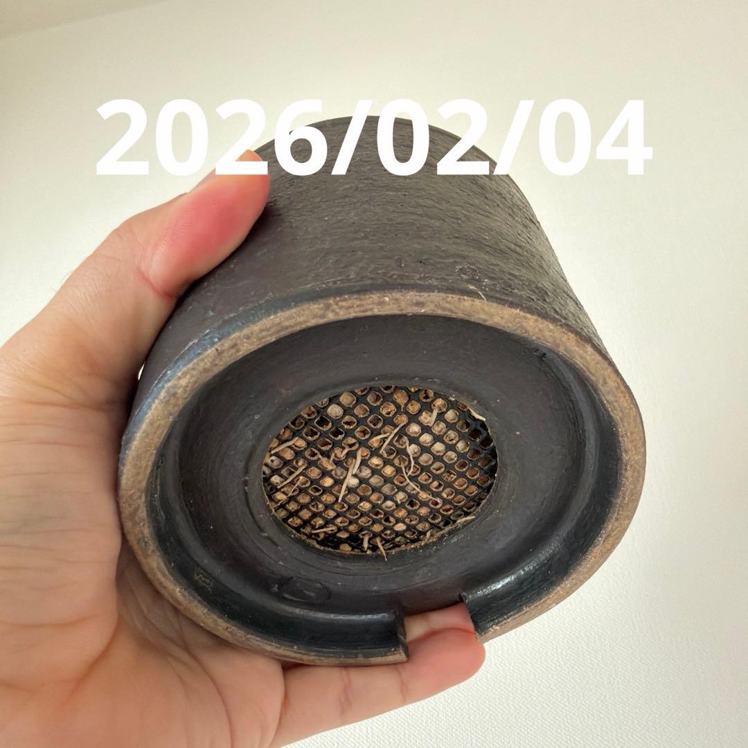 恵比寿笑い　現地株　パキポディウムブレビカウレ　発根済み