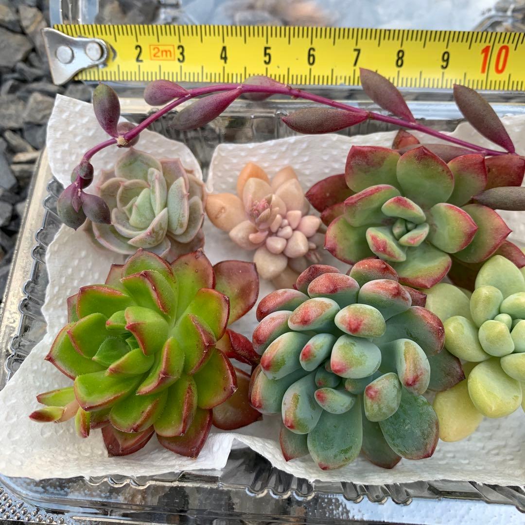 今季販売終了！多肉植物 セット