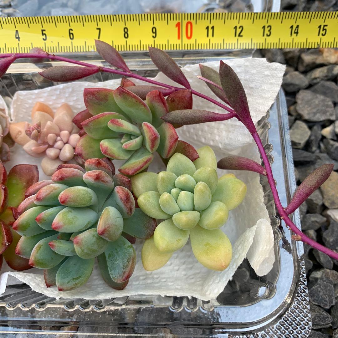 今季販売終了！多肉植物 セット