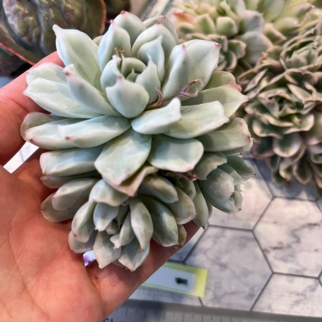 Chibimimi　韓国苗セット