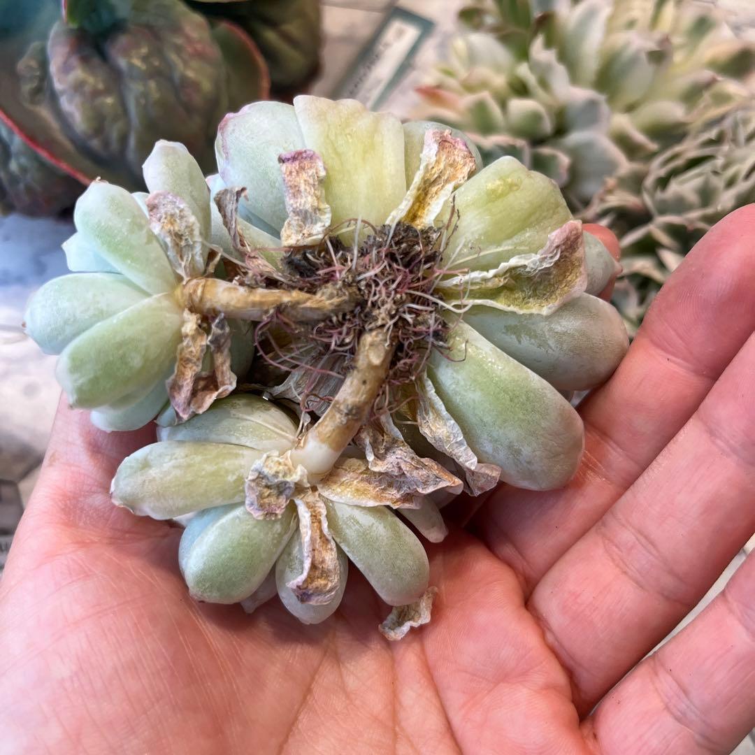 Chibimimi　韓国苗セット